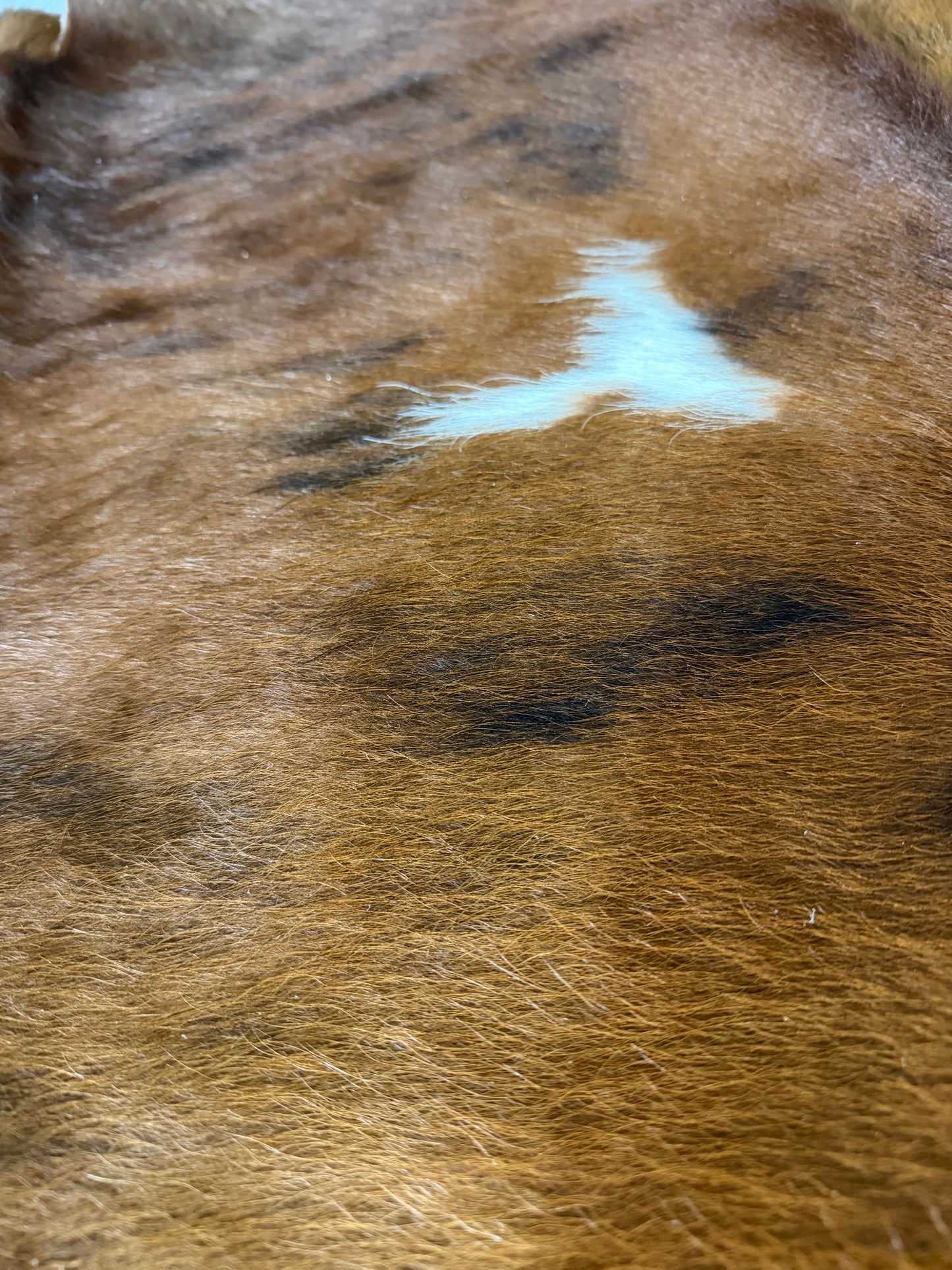 Hide #009 Red Tri-Brindle Cowhide Rental