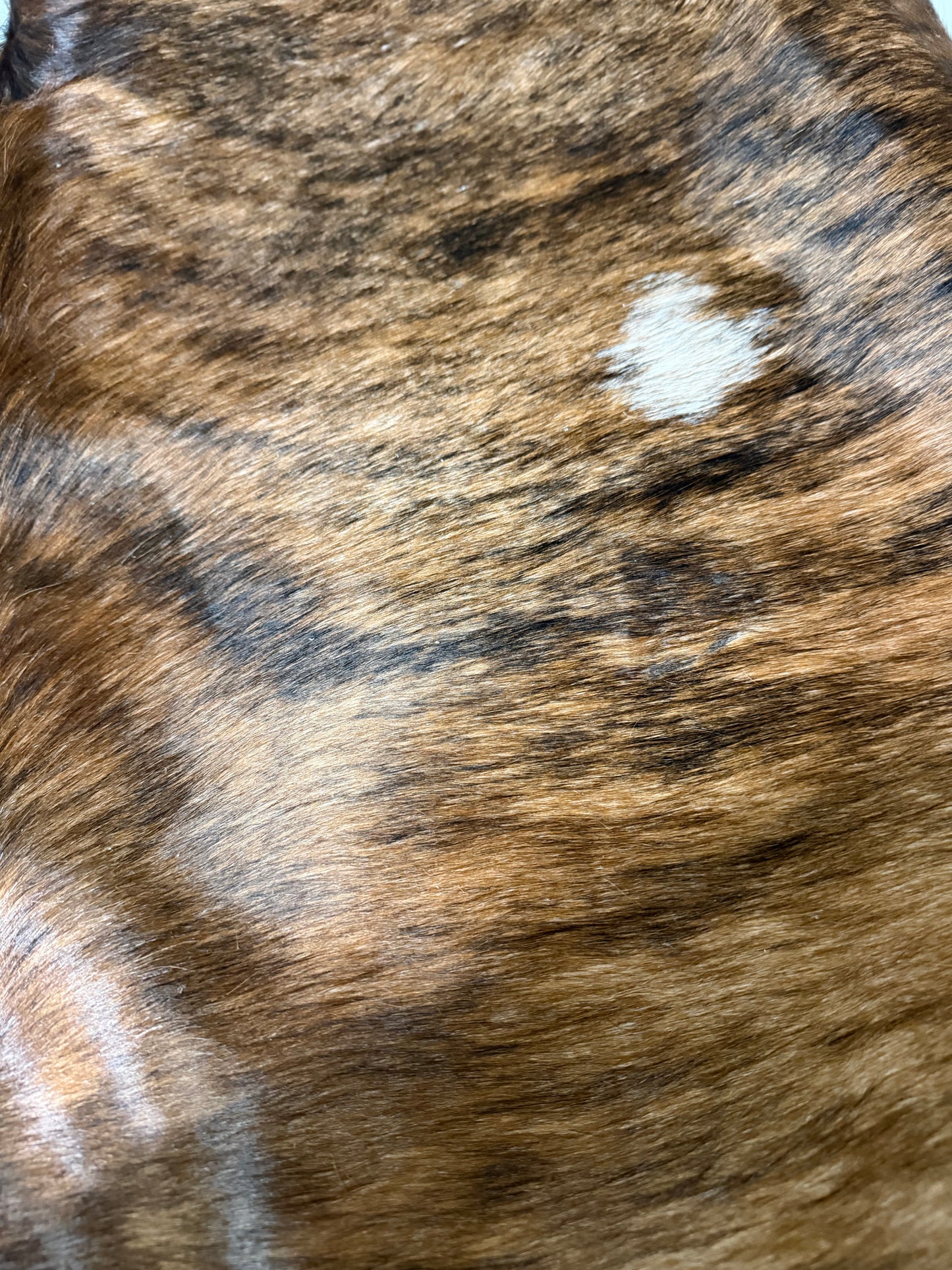 Hide #003 Brown Brindle Cowhide Rental